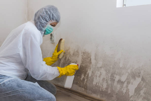 Why You Should Choose Our Mold Remediation Services in Washburn, IL